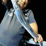 釣果情報・9月10日(木)沼津沖早夜タチウオ