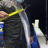 釣果情報・10月13日(火)沼津沖早夜タチウオ