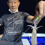 釣果情報・7月18日(月)沼津沖早夜マルイカ